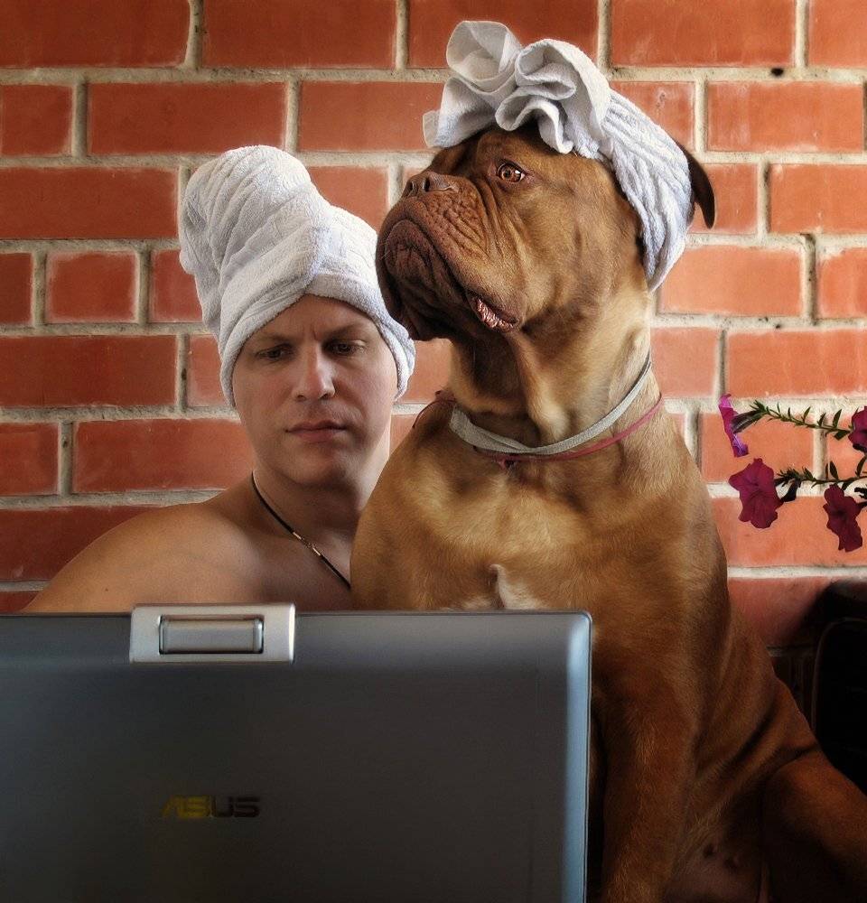 бордоский дог, собака, полотенца, юмор, утро, занятие, настроение, позитив, ALLA SOKOLOVA