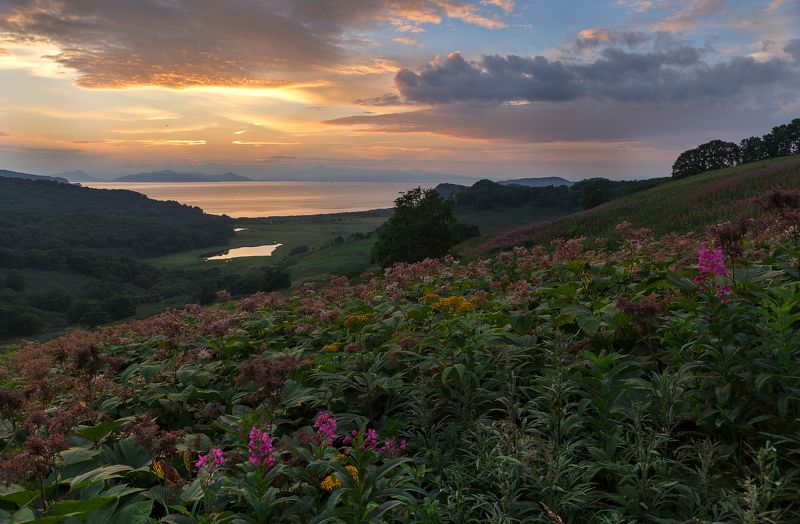 камчатка бухта средняя лагерная Сквозь заросли шеломайника фото превью