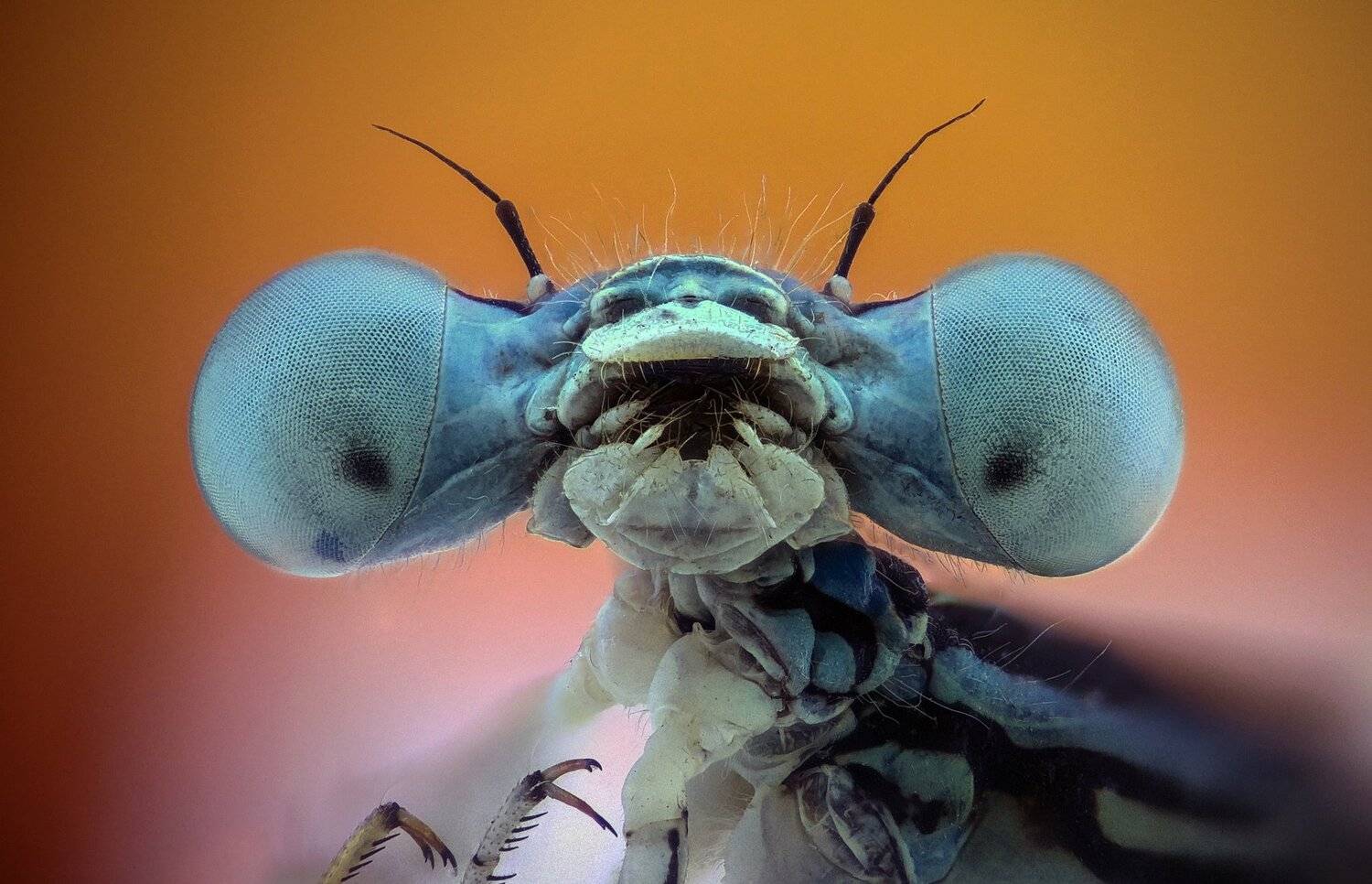 ceclii,macro,lgg4, extrememacro,  макро, Tsvetan Ganev