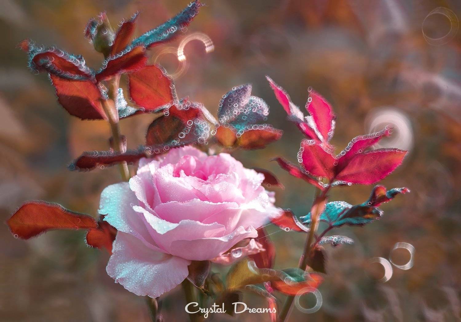 crystal dreams, macro, summer, color, art, nature, flowers, Татьяна Крылова