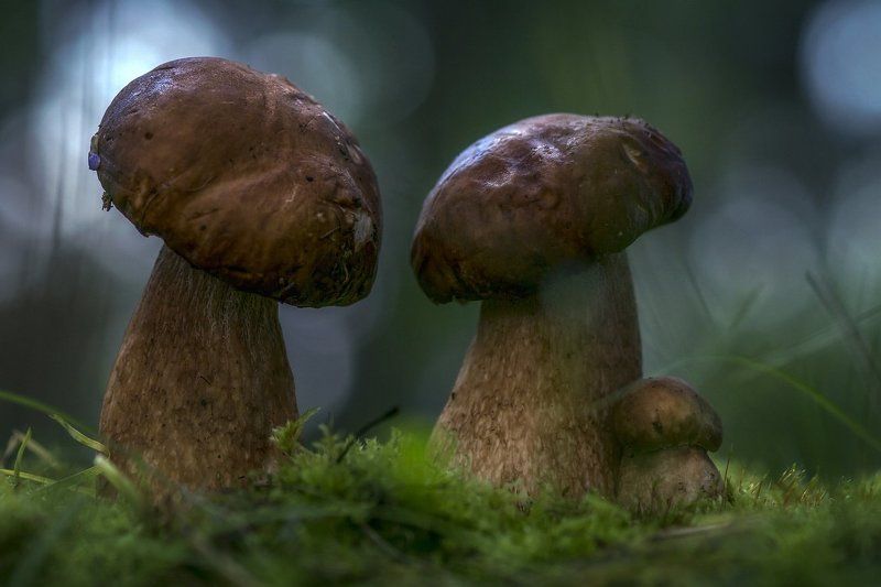 Семейные разборки фото превью