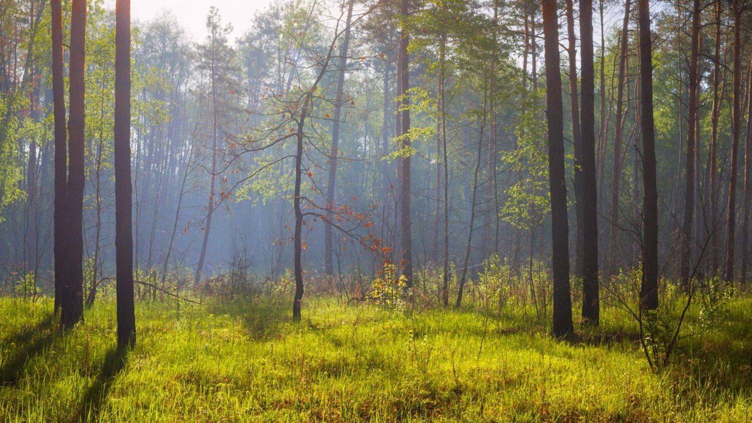 май, весна, утро, лес, Галанзовская Оксана