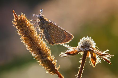 Утренняя композиция