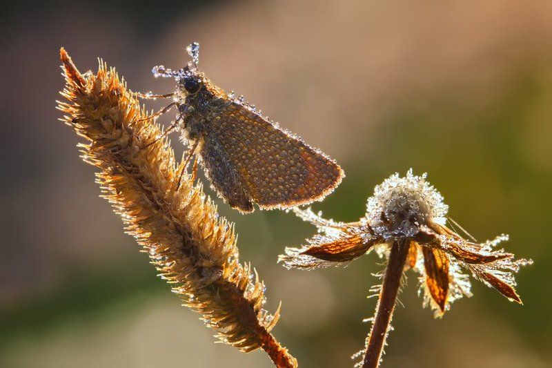 бабочка, насекомое, макро, утро, роса, цветы Утренняя композиция фото превью