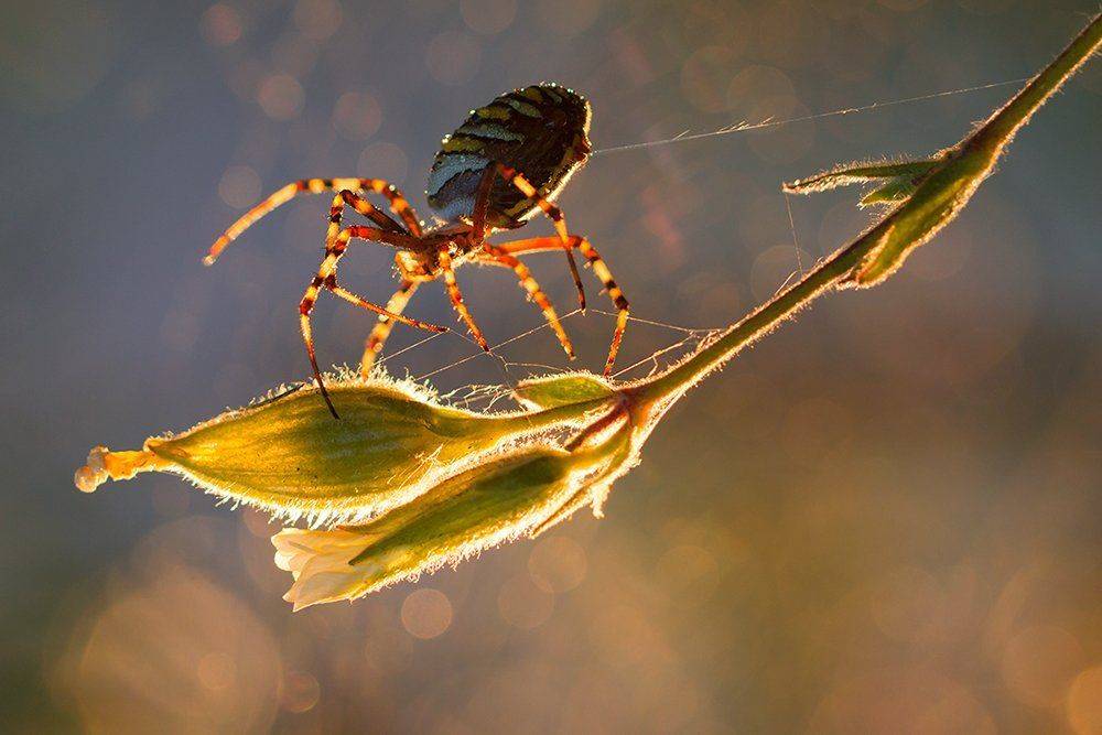 , Pawel Plucinski