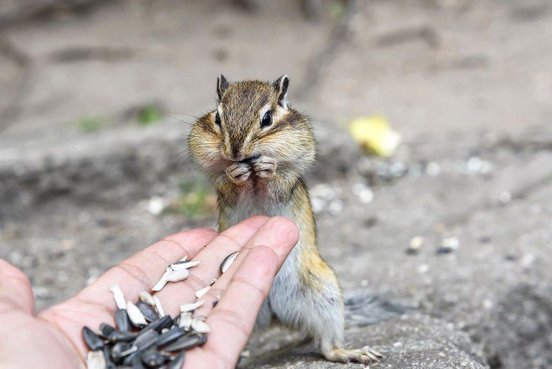 бурундучки, алтай, семечки, chipmunks, altai, seeds Бурундучки и семечки фото превью