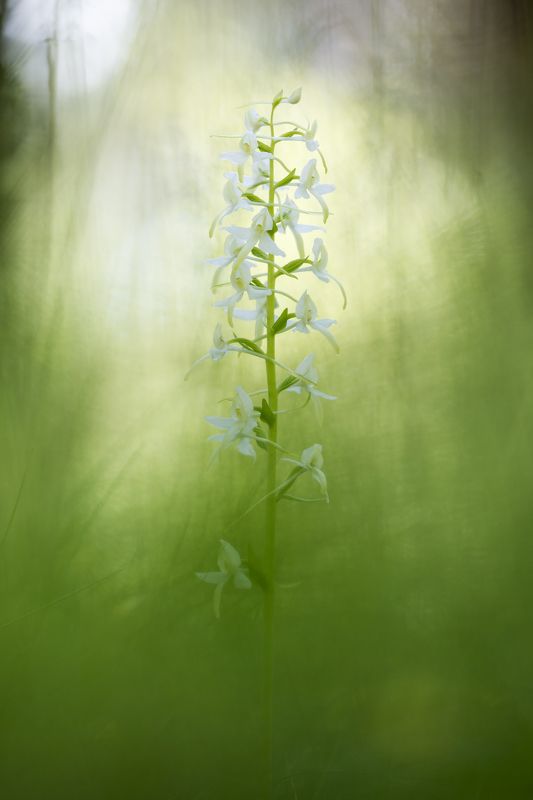 цветы, цветок,макро,растения,природа,любка Весенняя фото превью