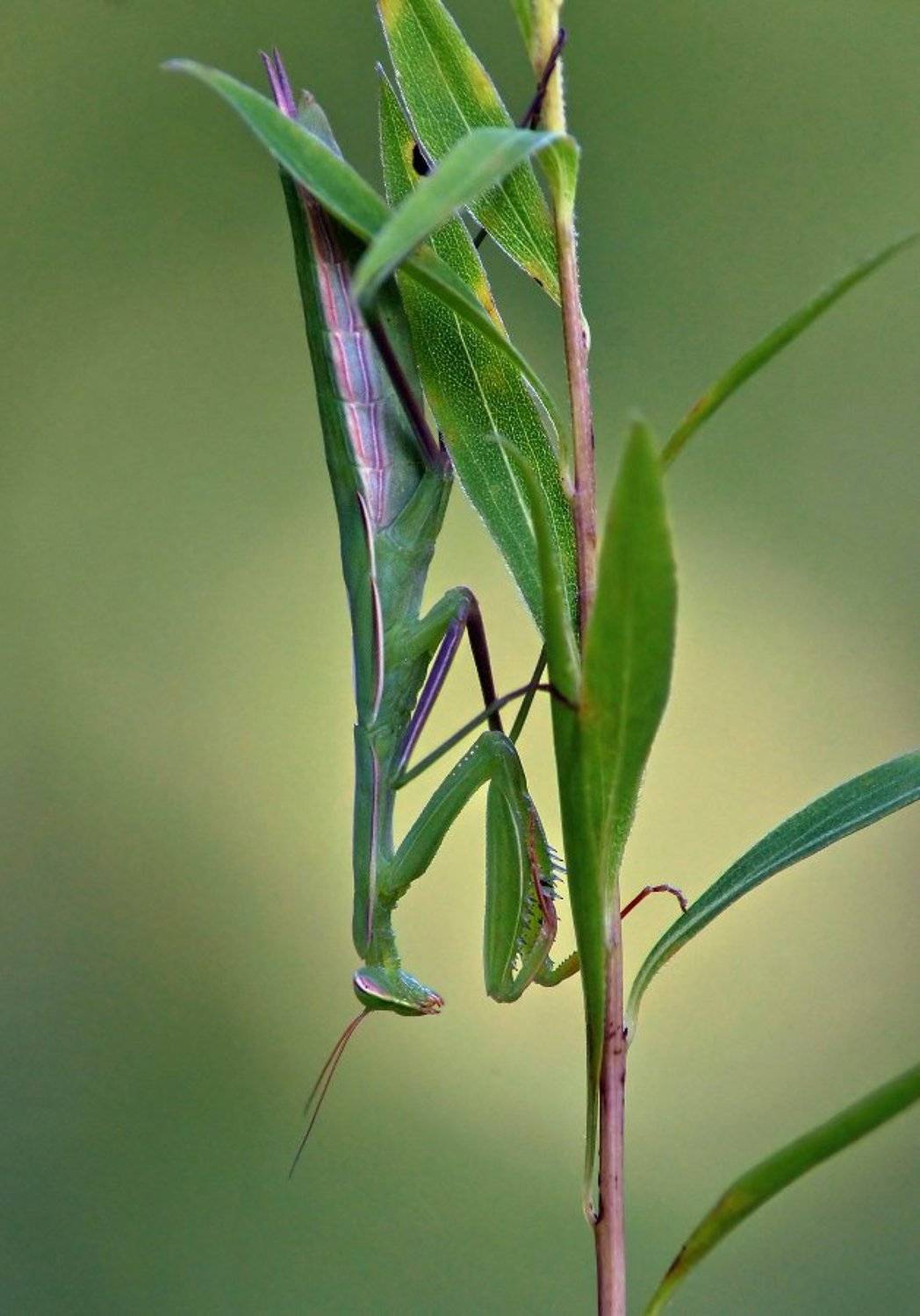 , Чепленко Алексей