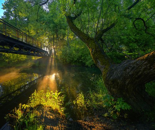 / Утро в парке - 2 /