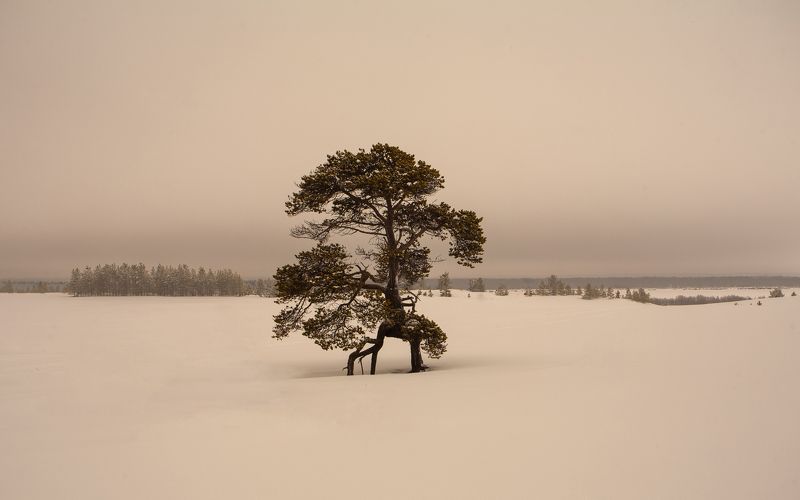 сосна север зима снег дерево Сосна фото превью