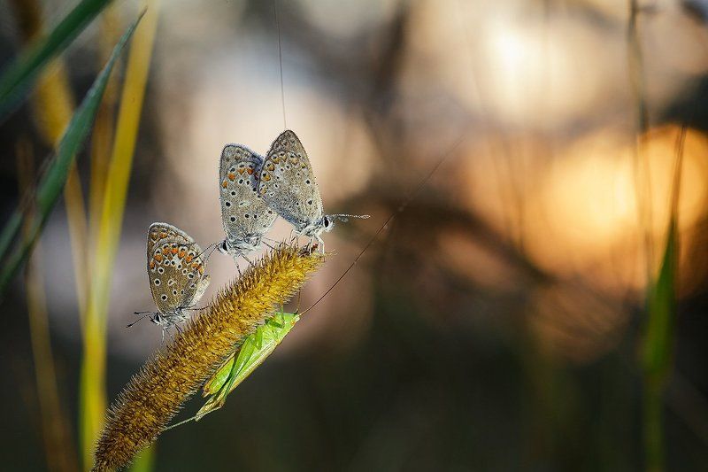 3+1 фото превью