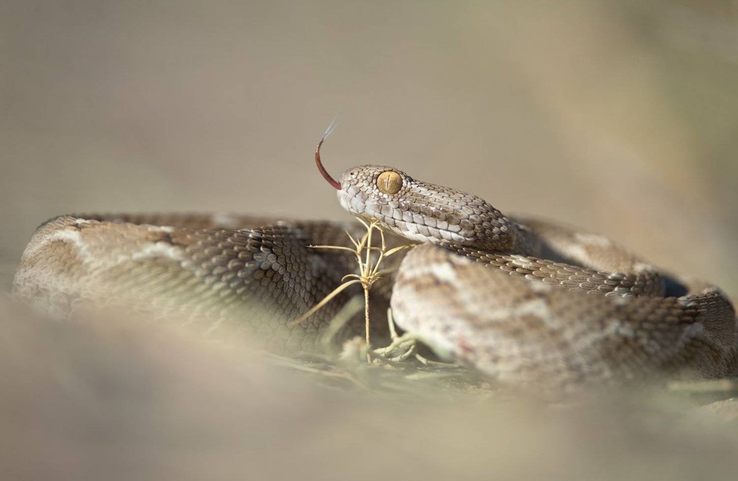 макро, змея, эфа, яд, природа, узбекистан, дикая природа, рептилии, snake, wildlife, nature, macro, uzbekistan, desert, sand, Илья Гомыранов