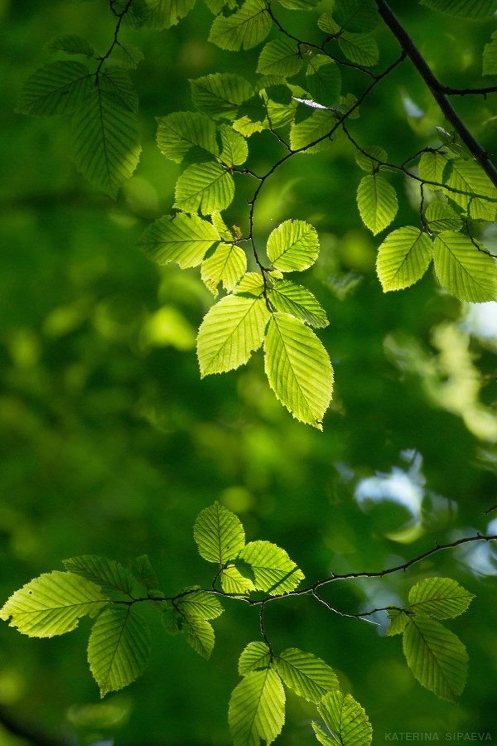 природа, лето, Сипаева Катерина