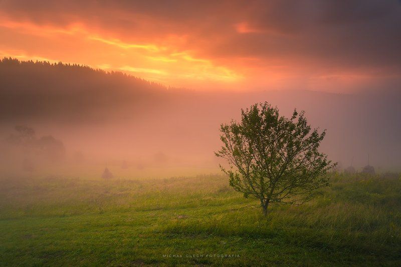Tree фото превью