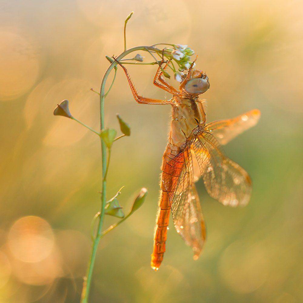 , Pawel Plucinski