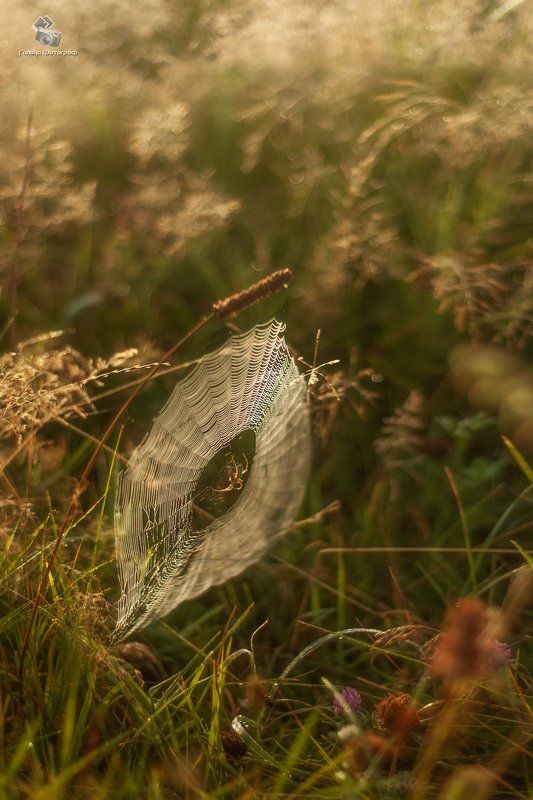 паук, паутина, Паутина фото превью