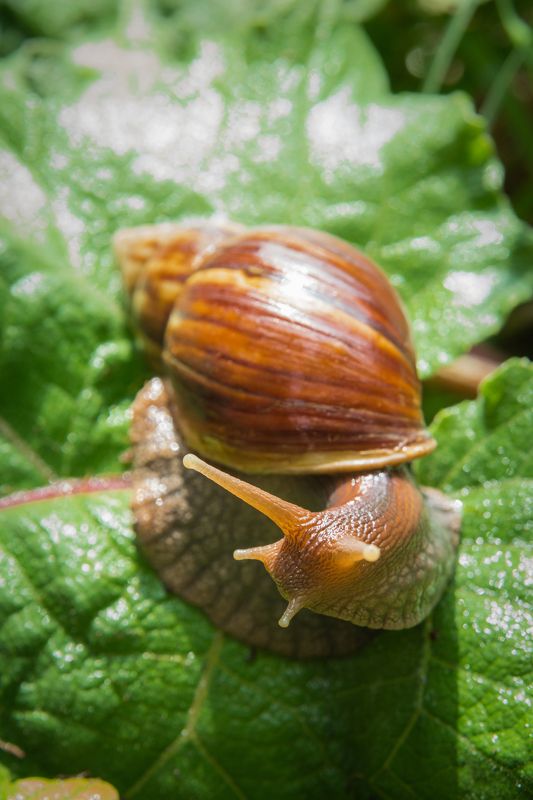 Life of a snail фото превью