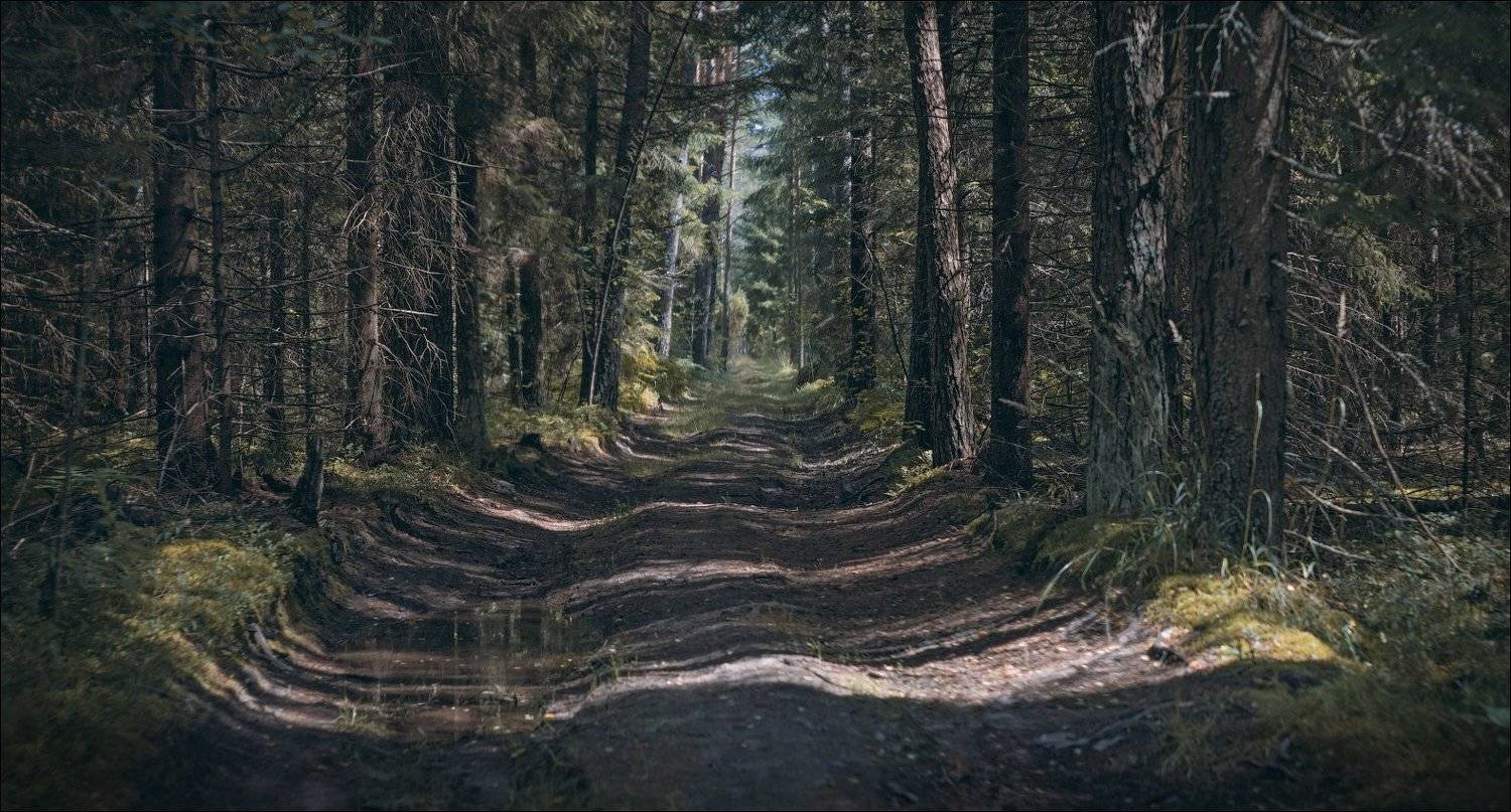 лес, лето, дорога,, Сергей Шабуневич
