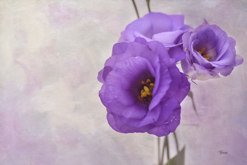 Мечтание фото превью