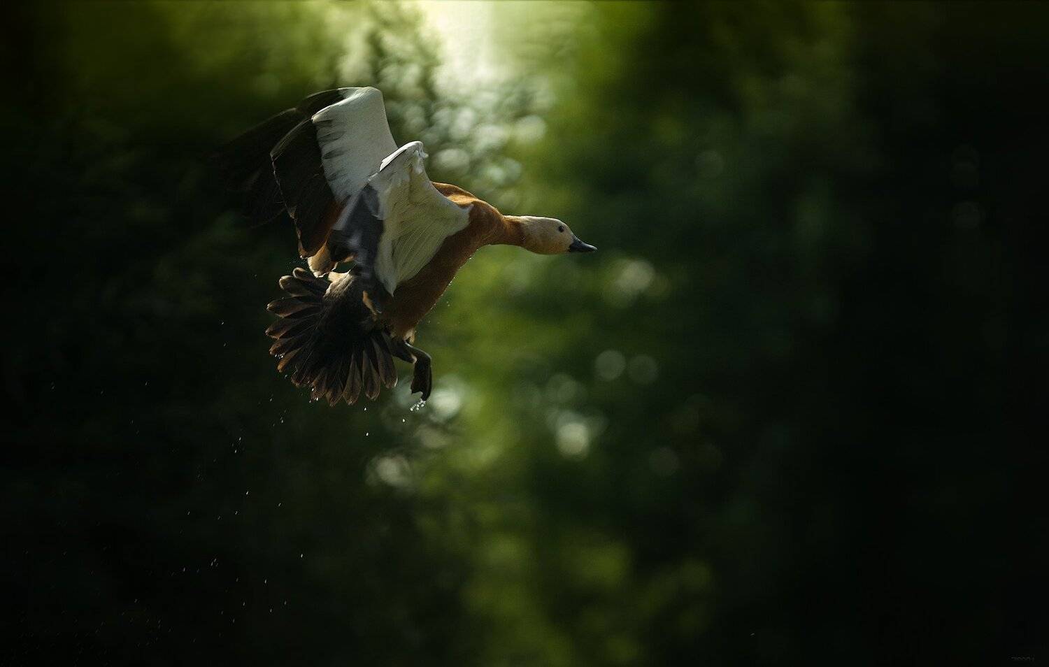 природа, лес, животные, птицы, Дмитрий Посевич