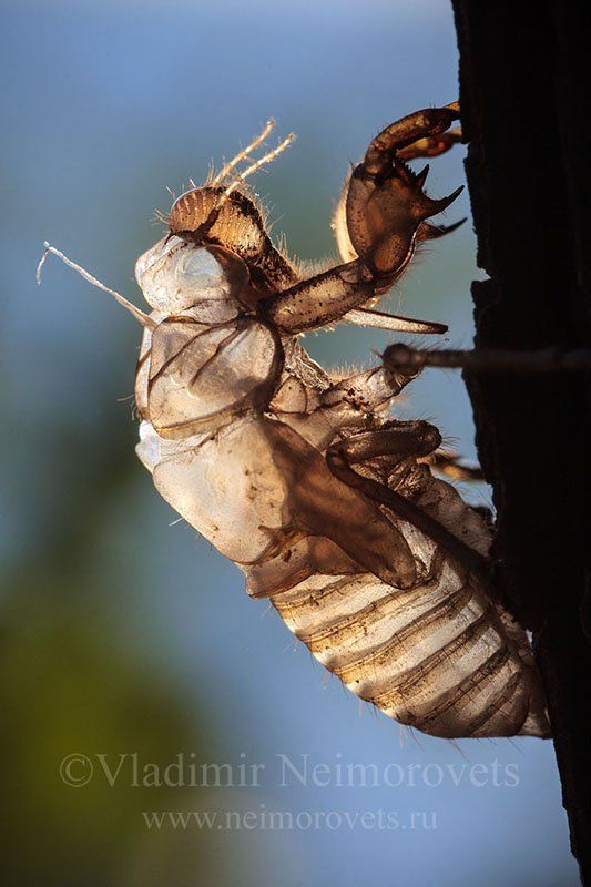 cicada, exuviae, Cicada orni, Krasnodar Territory, Dzhankhot The cicada\'s exuviae (Cicada orni?) фото превью