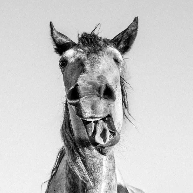 лошади, юмор, чб, портрет, животное, horse Весельчак фото превью