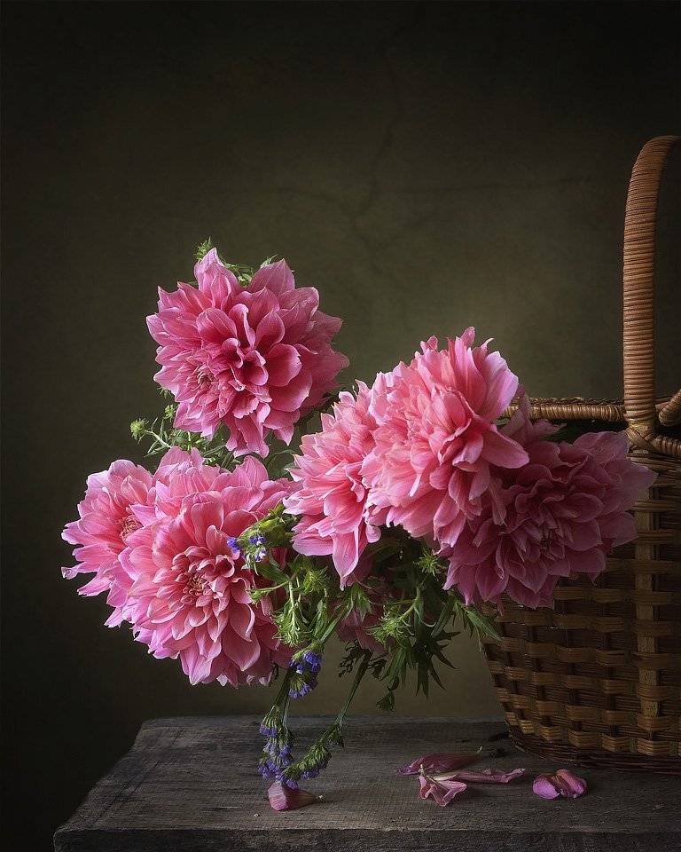 натюрморт, художественное фото, георгины, букет, корзина, август, осенние цветы, Ирина Приходько