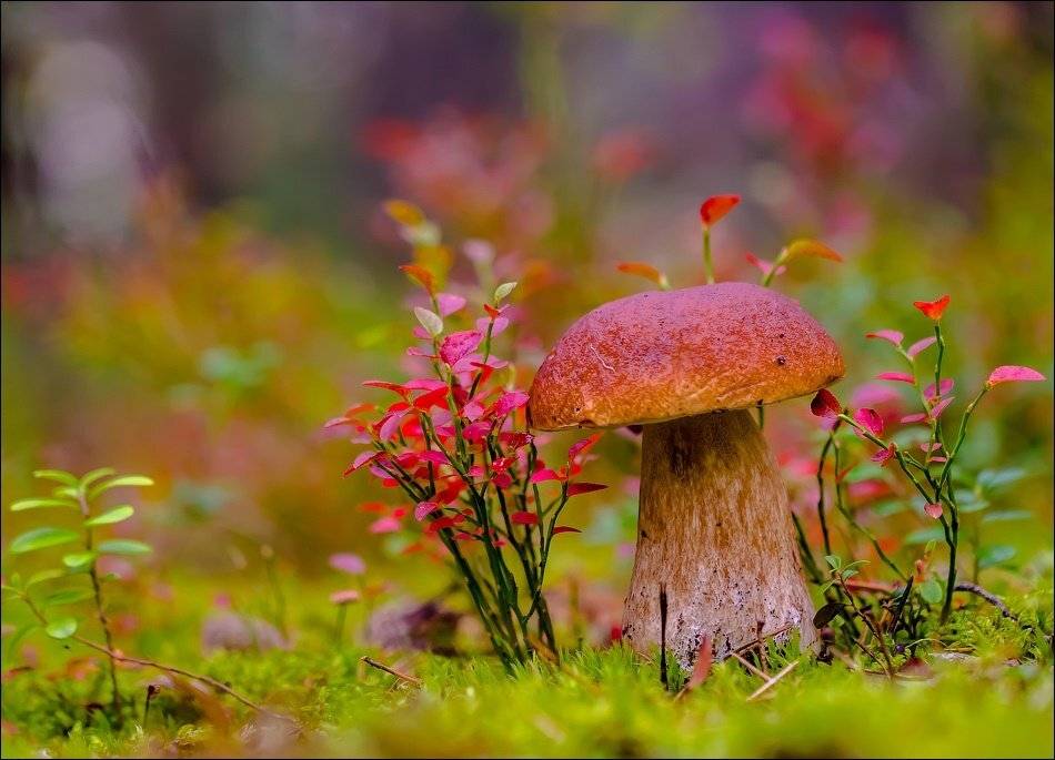 , Бурлов Андрей