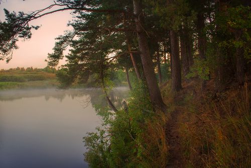Туманным утром в лесу