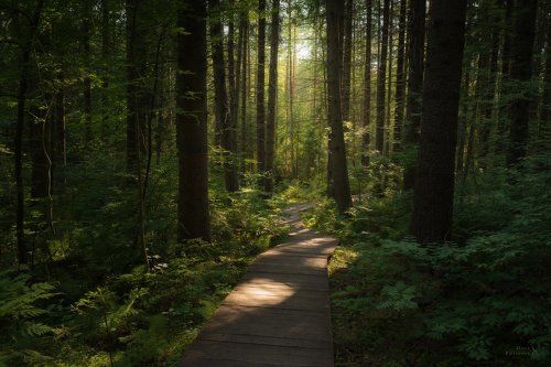 Дорожка в еловом лесу