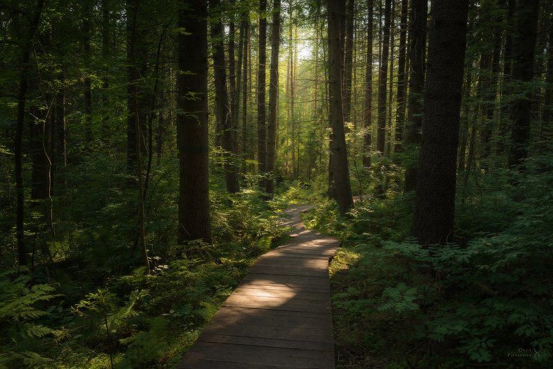 лес, еловый лес, ельник, комарово, тропа, атмосфера, лето Дорожка в еловом лесу фото превью