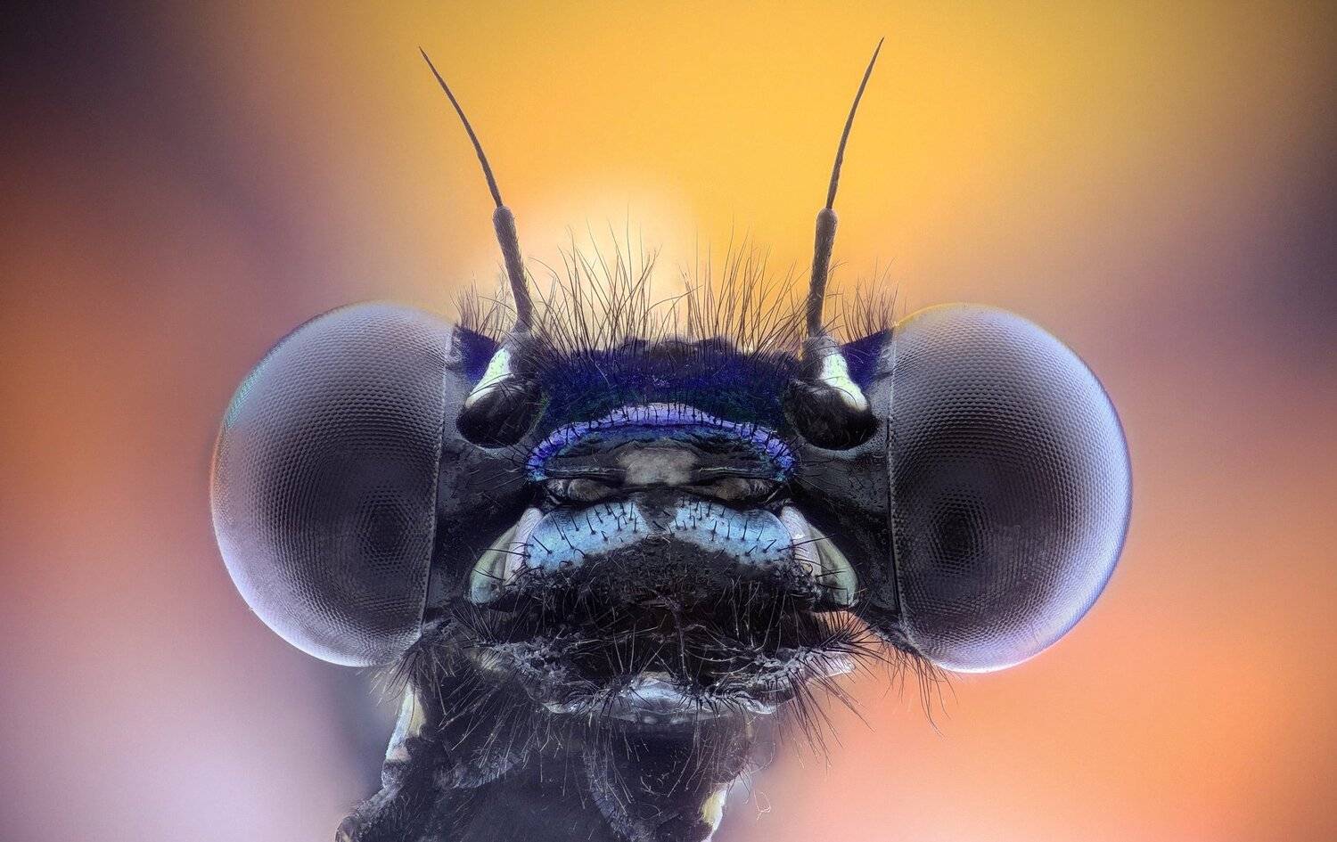 ceclii,macro,lgg4, extrememacro,  макро, Tsvetan Ganev