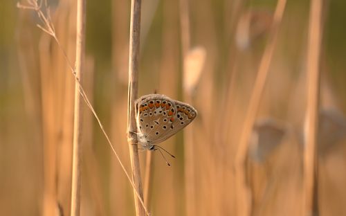 Я иду искать ...