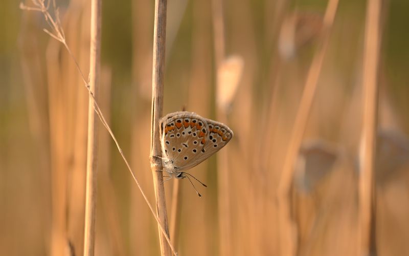 Я иду искать ... фото превью