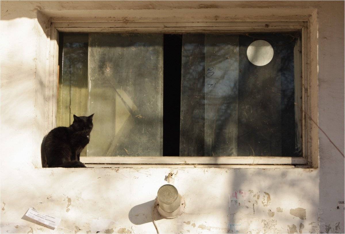 кошка, КарОл