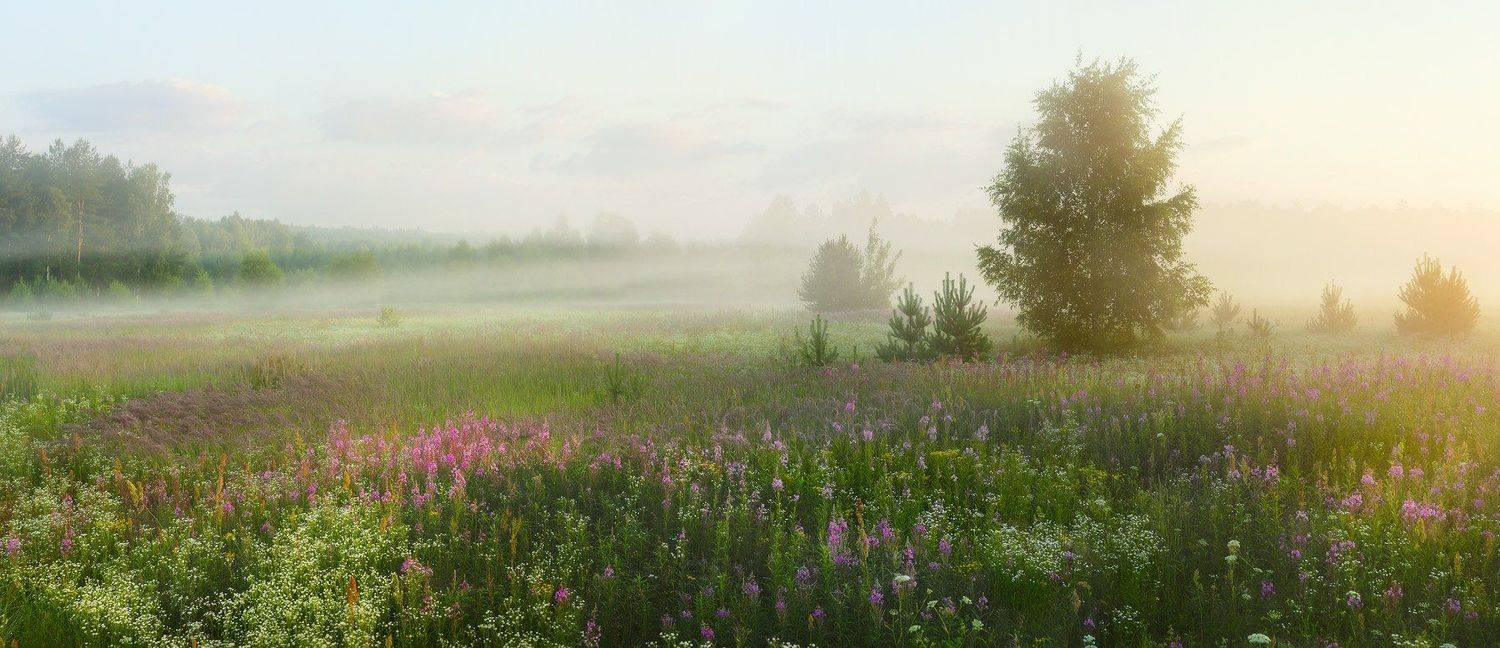 иван-чай туман июль утро, Дмитрий Алексеев