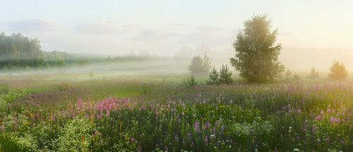 Пора цветения иван-чая