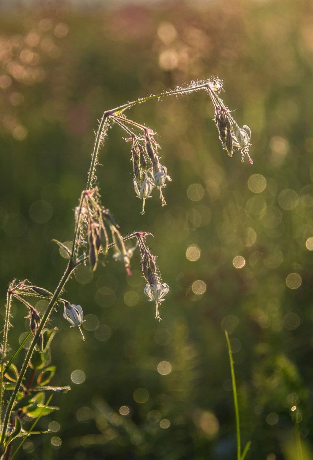 аромат,запах,утро,блики,боке,роса,свет,рассвет,цветы,луг,поле,смолёвка поникшая,зелёный,тепло,солнечно,silēne nūtans, Ксения Соварцева