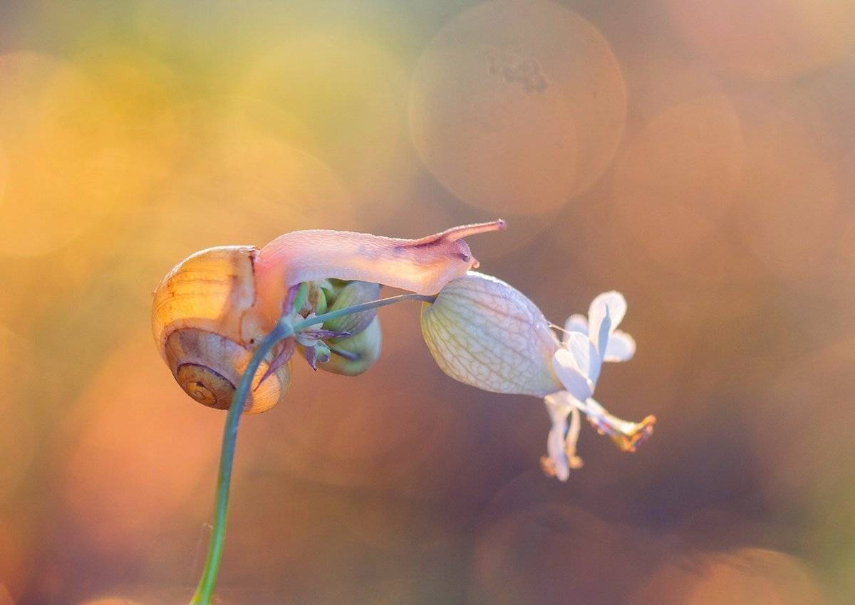 , Pawel Plucinski