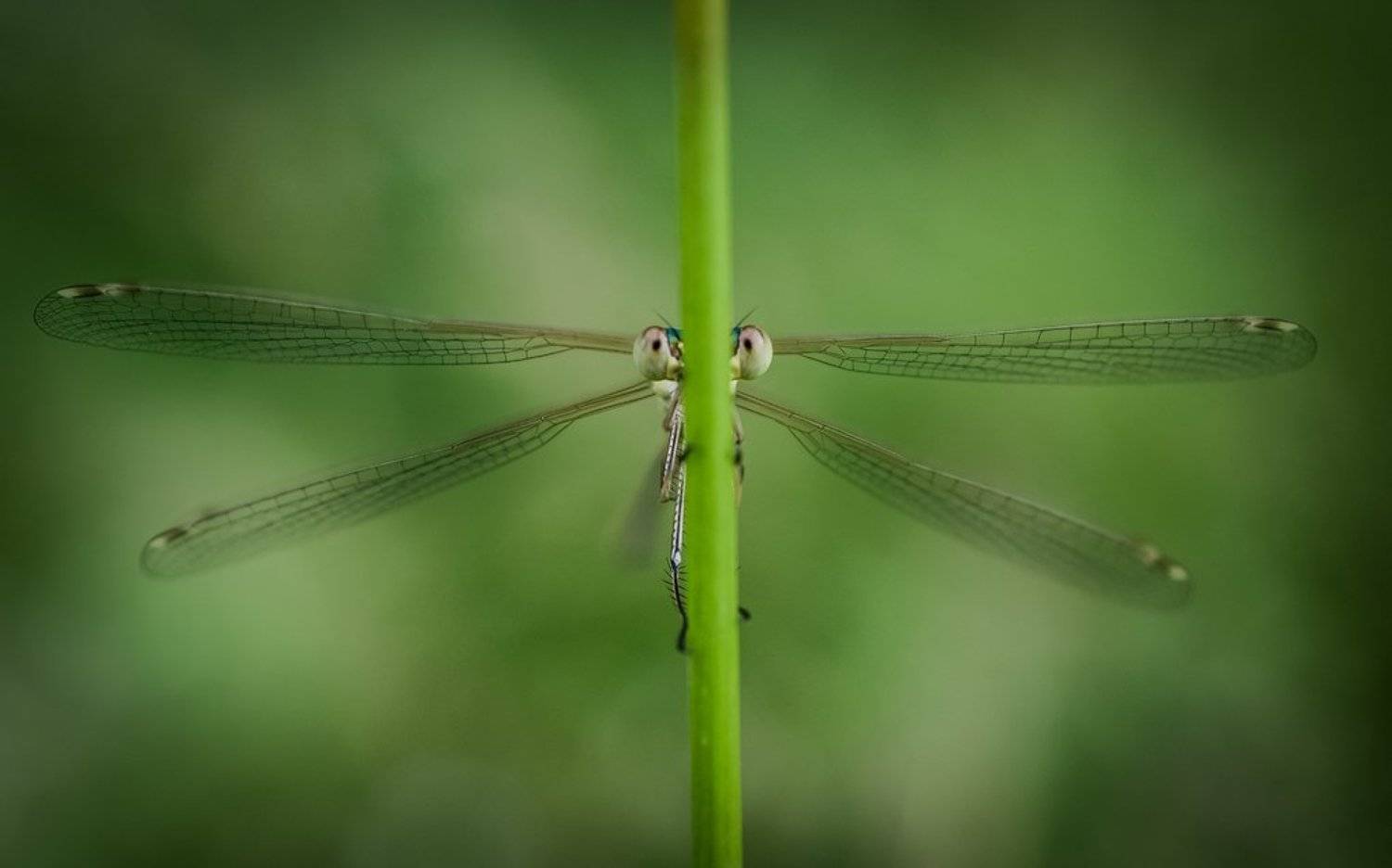 , Mihail-Bogdan Chirobocea