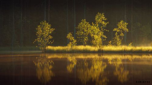 Карельское золото.