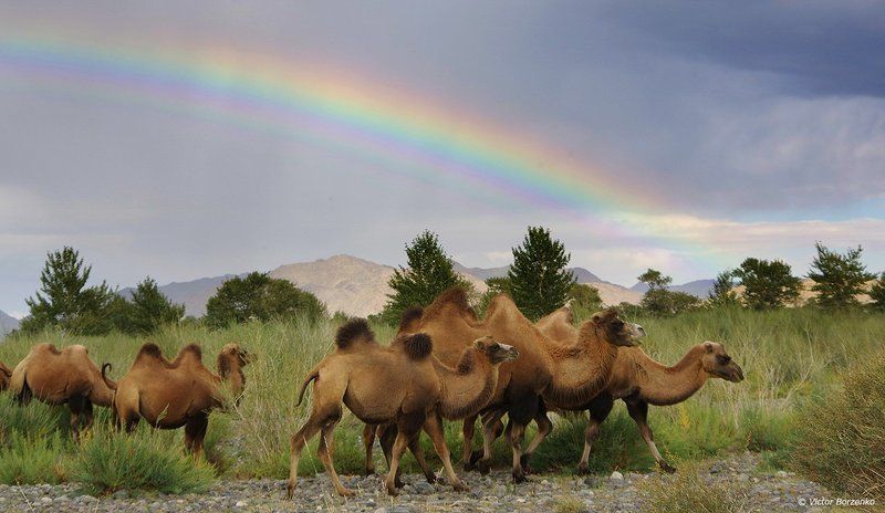 монголия, радуга, верблюды Под радугой фото превью
