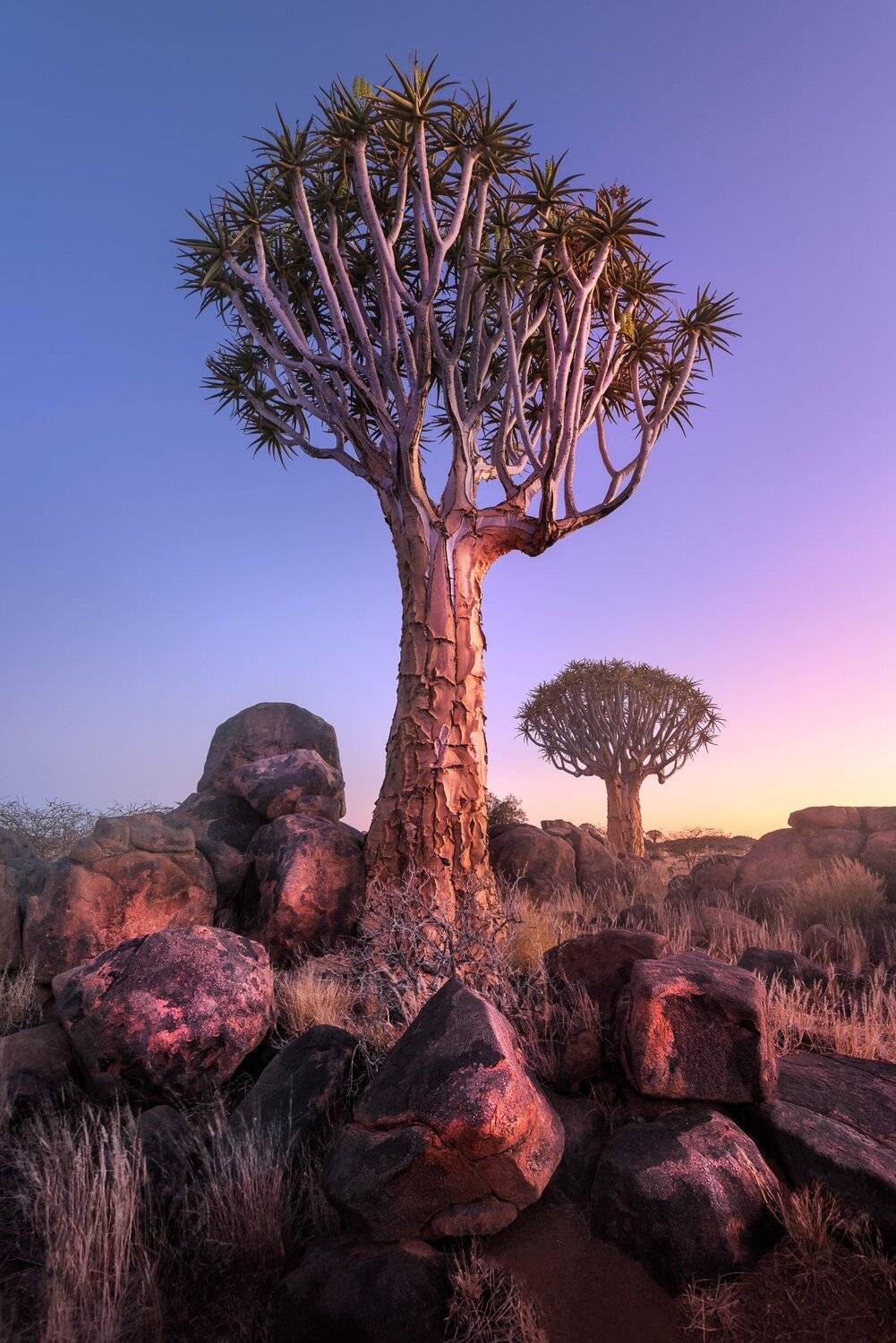Africa, african, aloe, arid, bark, black, blue, branches, bush, dawn, desert, dichotoma, dry, forest, giant, granite, grass, green, keetmanshoop, landscape, light, magical, morning, mystical, namib, namibia, national, natural, nature, outdoor, park, plant, Andrey Omelyanchuk