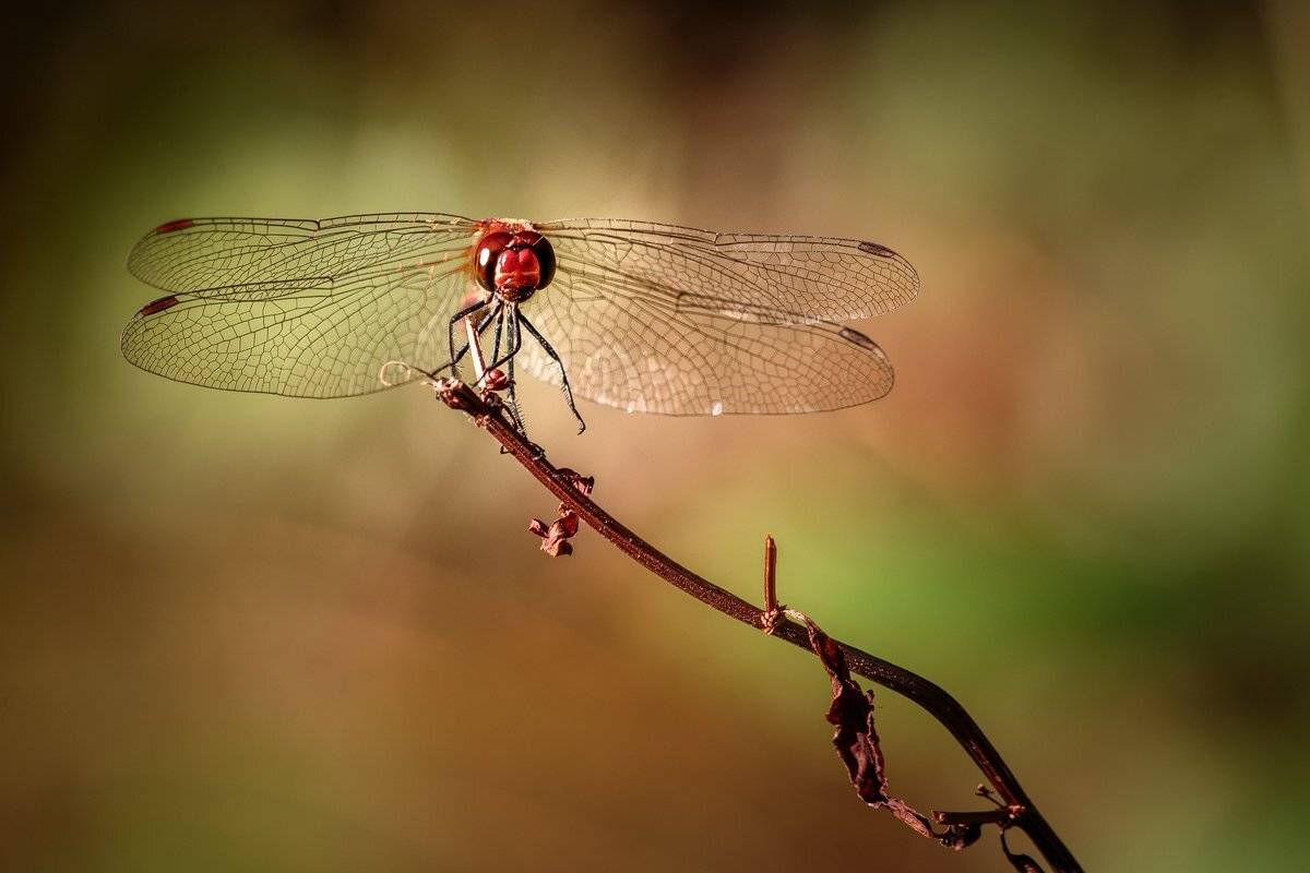 , Nicolae Fanurie Chirobocea