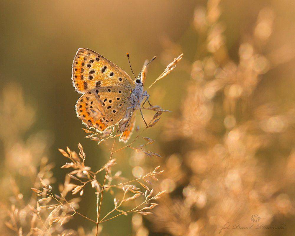 , Pawel Plucinski