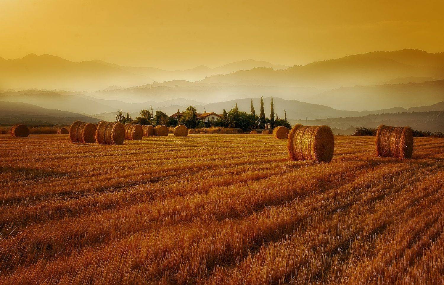 field sky landscape sunrise sun light summer beautiful cyprus countryside filed country rural farm corn field golden hour polis cornfield dobrogea coutryside soest, Albena Markova