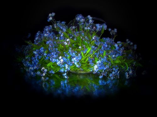 blue still life with forget-me-not flowers  