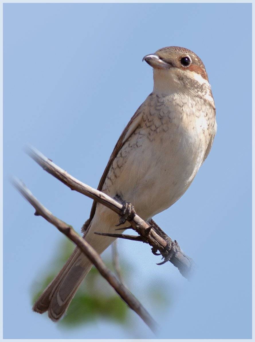 , Георги Славов