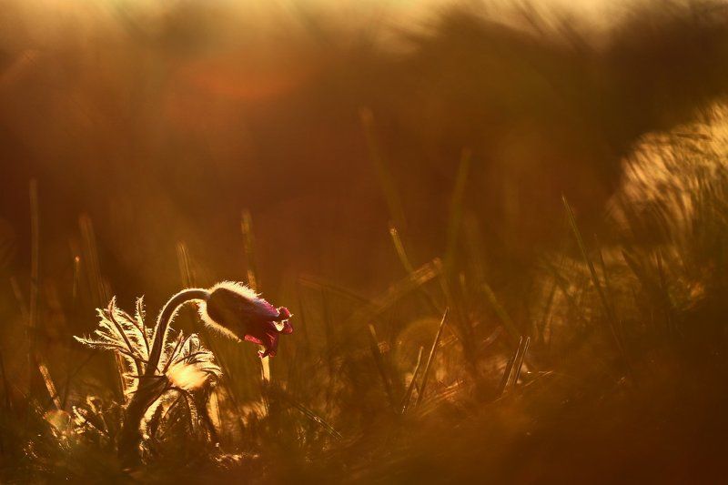 Memories фото превью