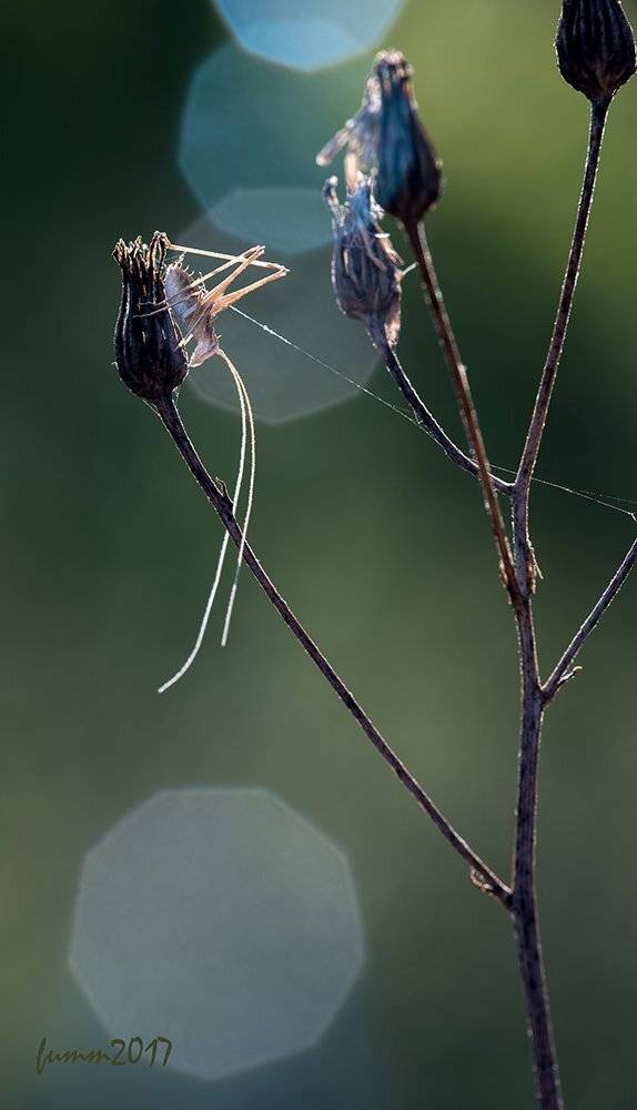 , Игорь ФУММ